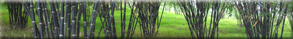 Bamboosun.com